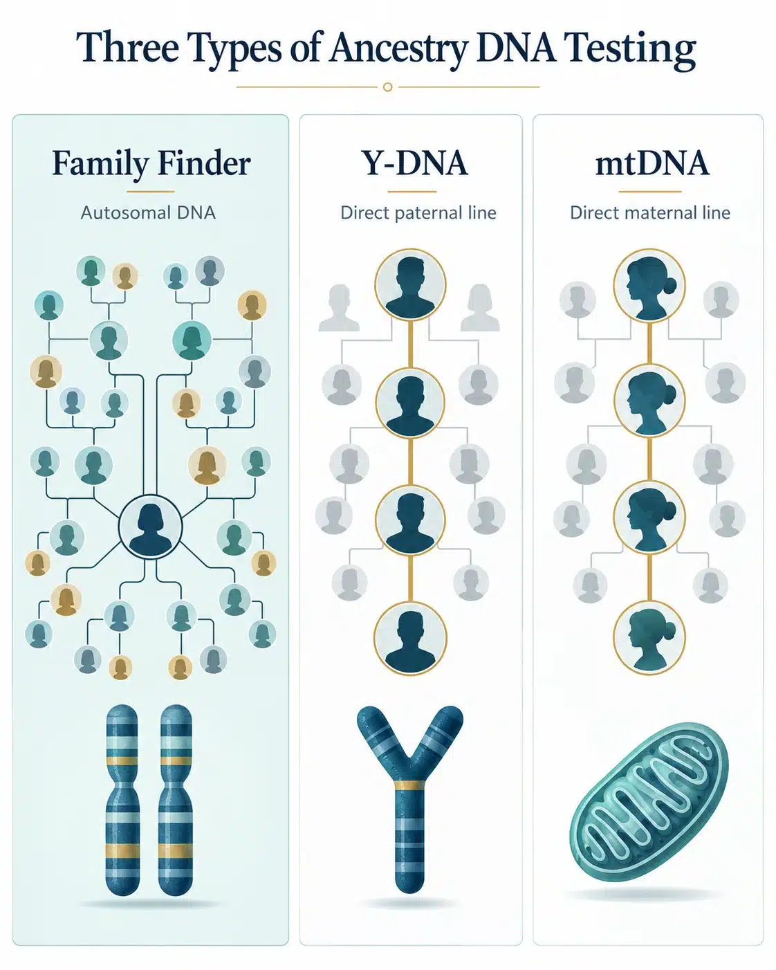 Comparison of Family Finder autosomal DNA, direct paternal Y-DNA and direct maternal mtDNA inheritance diagrams.