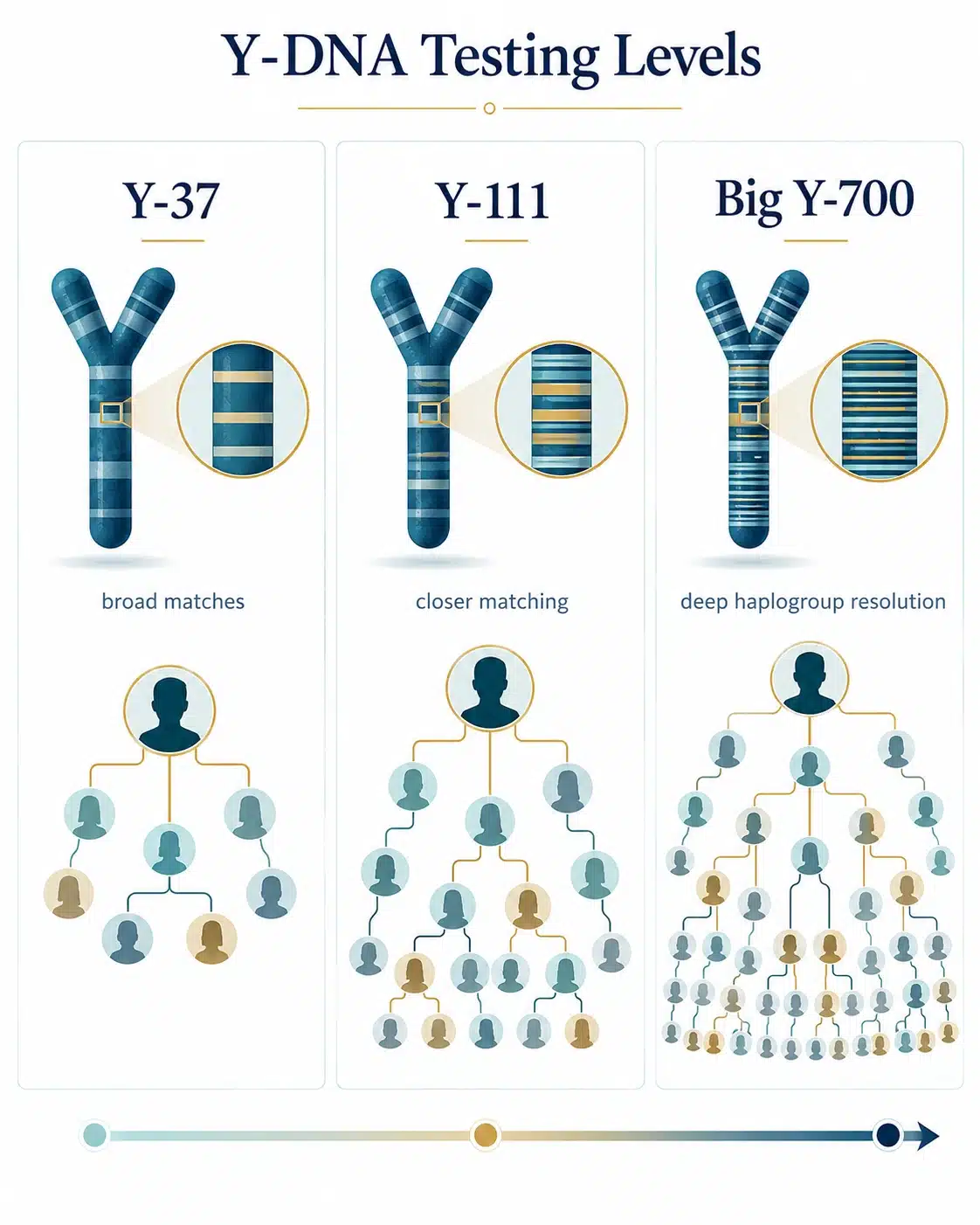 Illustrated comparison of Y-37, Y-111 and Big Y-700 showing increasing detail in paternal DNA testing.